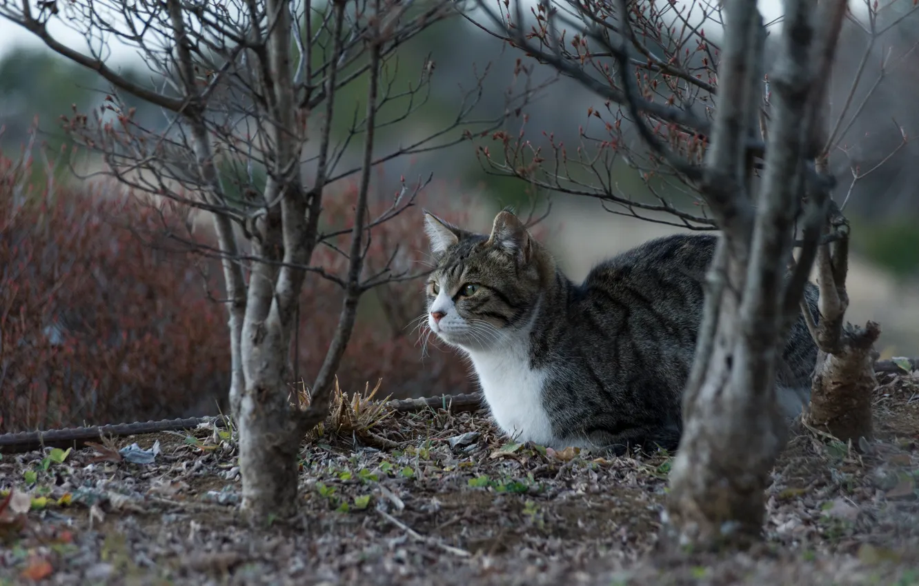 Фото обои кошка, деревья, котейка