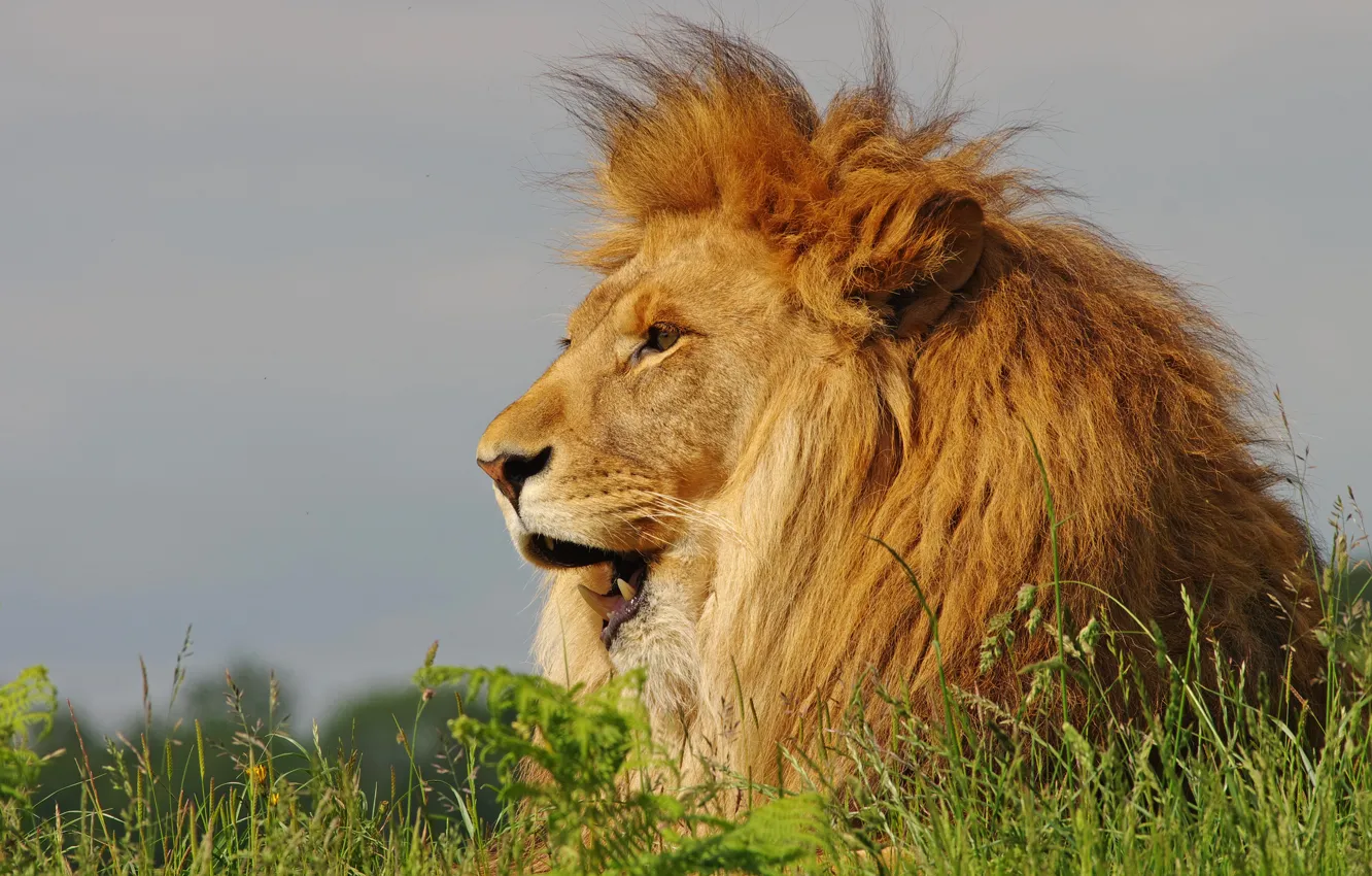 Фото обои взгляд, морда, портрет, лев