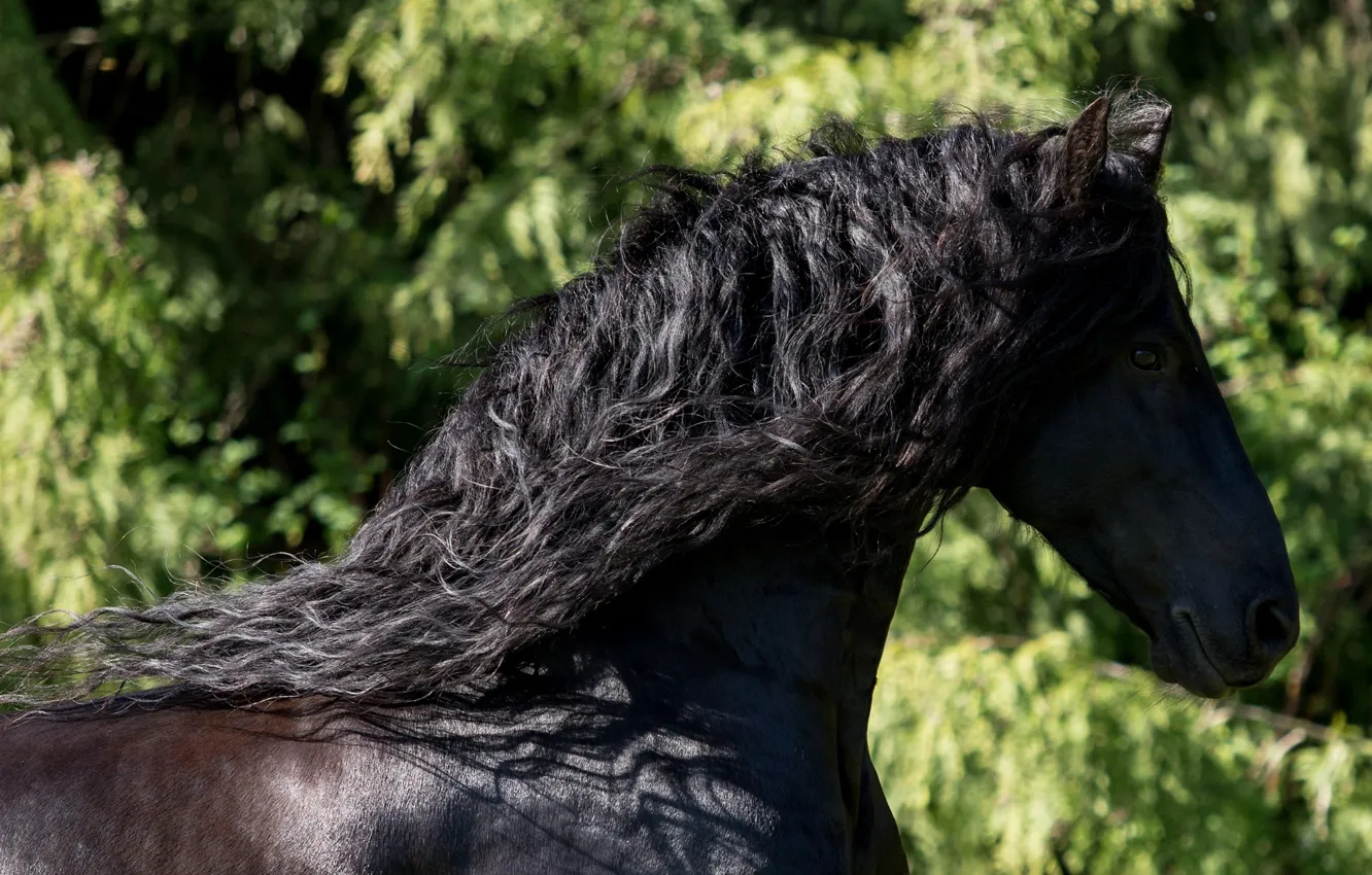 Фото обои конь, лошадь, грива, профиль, красавец, вороной