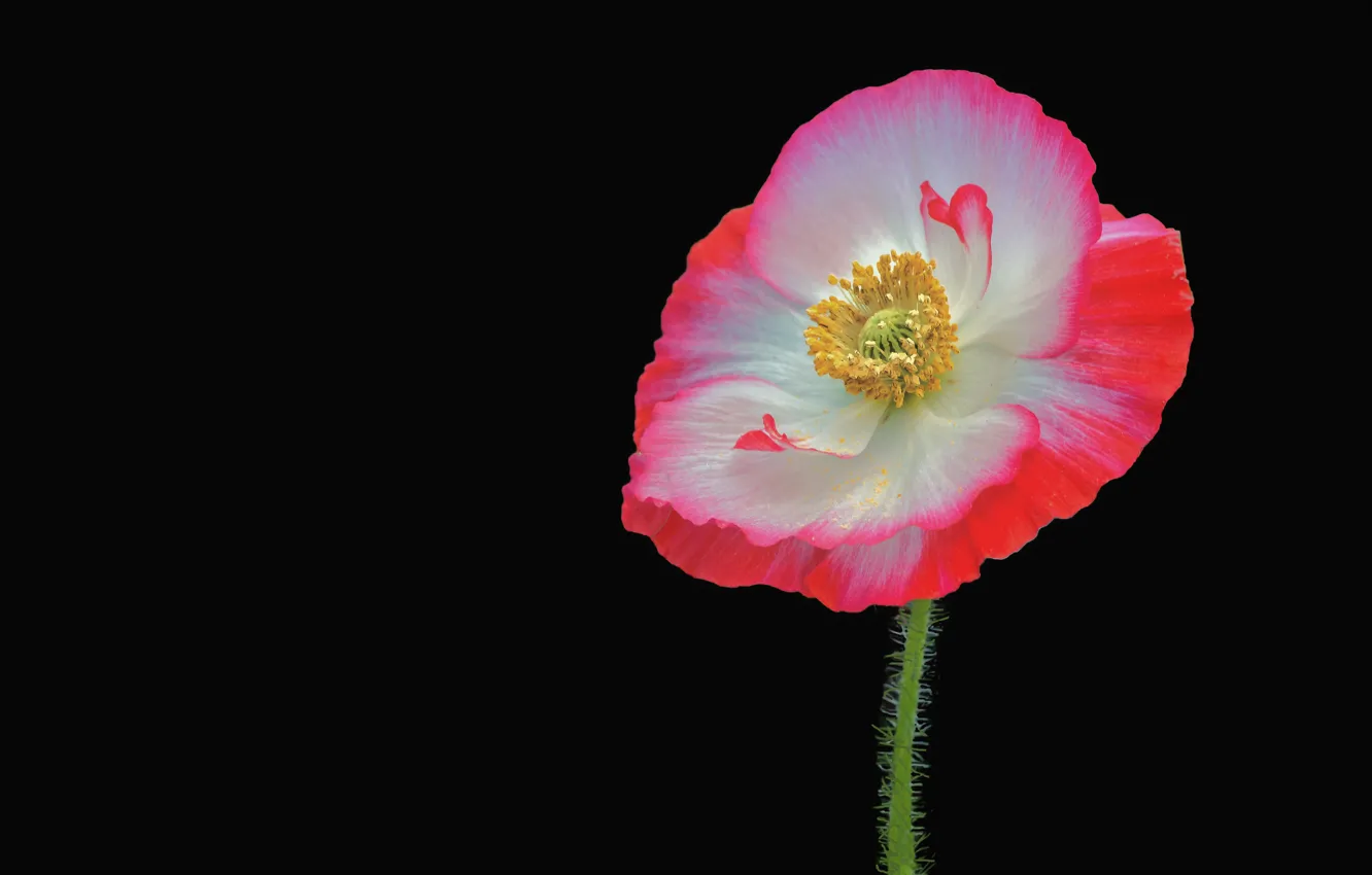 Фото обои Макро, Мак, Фон, Macro, Poppy