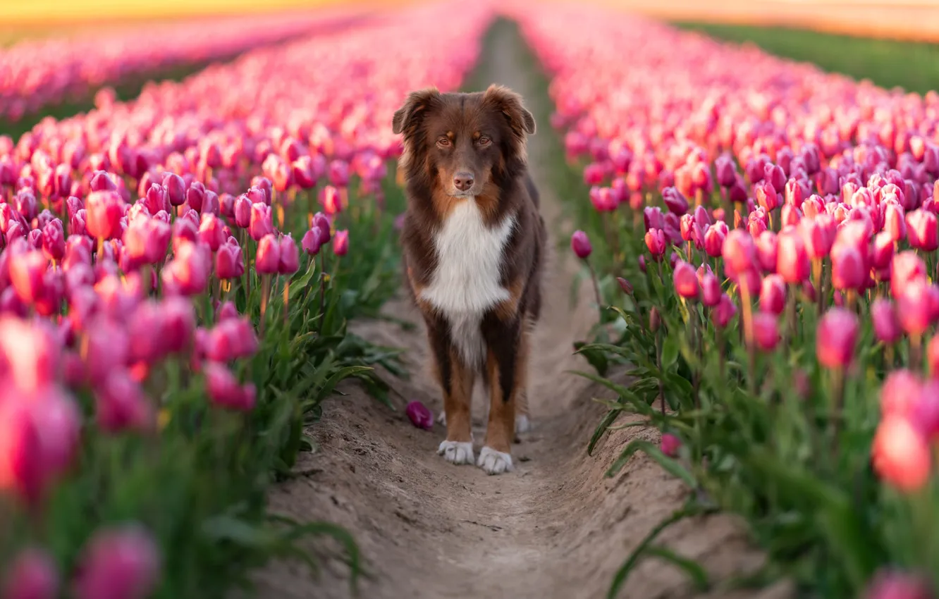Фото обои взгляд, цветы, собака, весна, тюльпаны, розовые, прогулка, бутоны