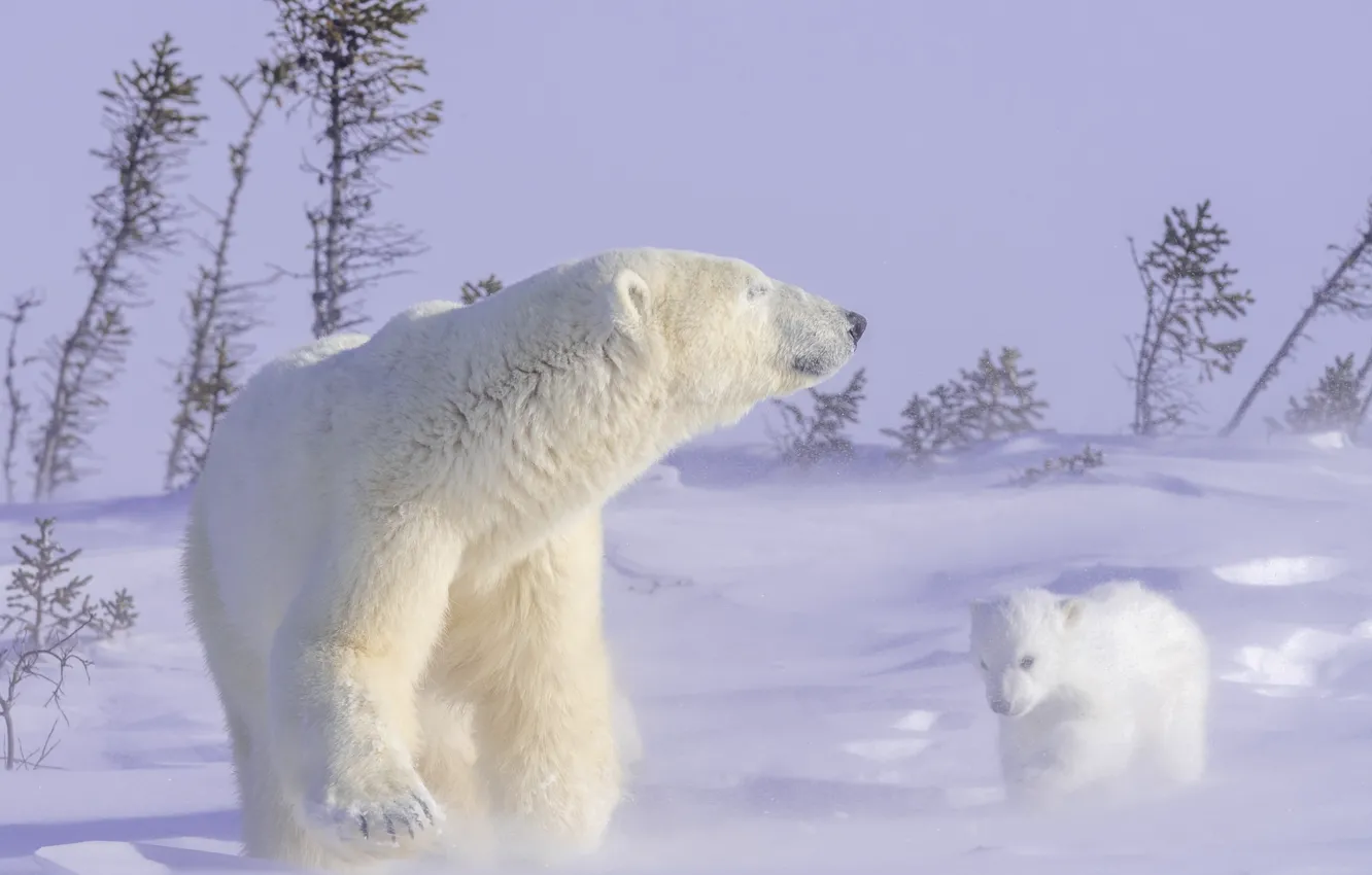 Фото обои зима, животные, снег, природа, хищники, медведи, медвежонок, детёныш