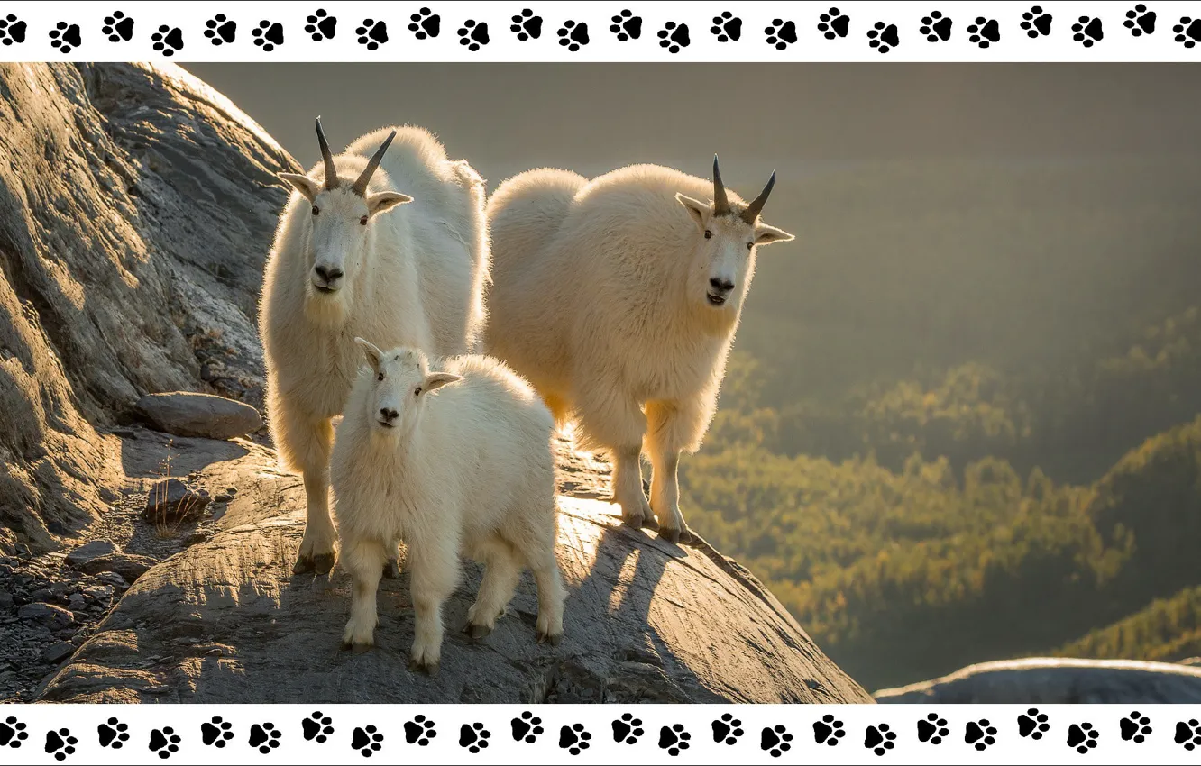Фото обои Аляска, Alaska, трио, animals, trio, step by step