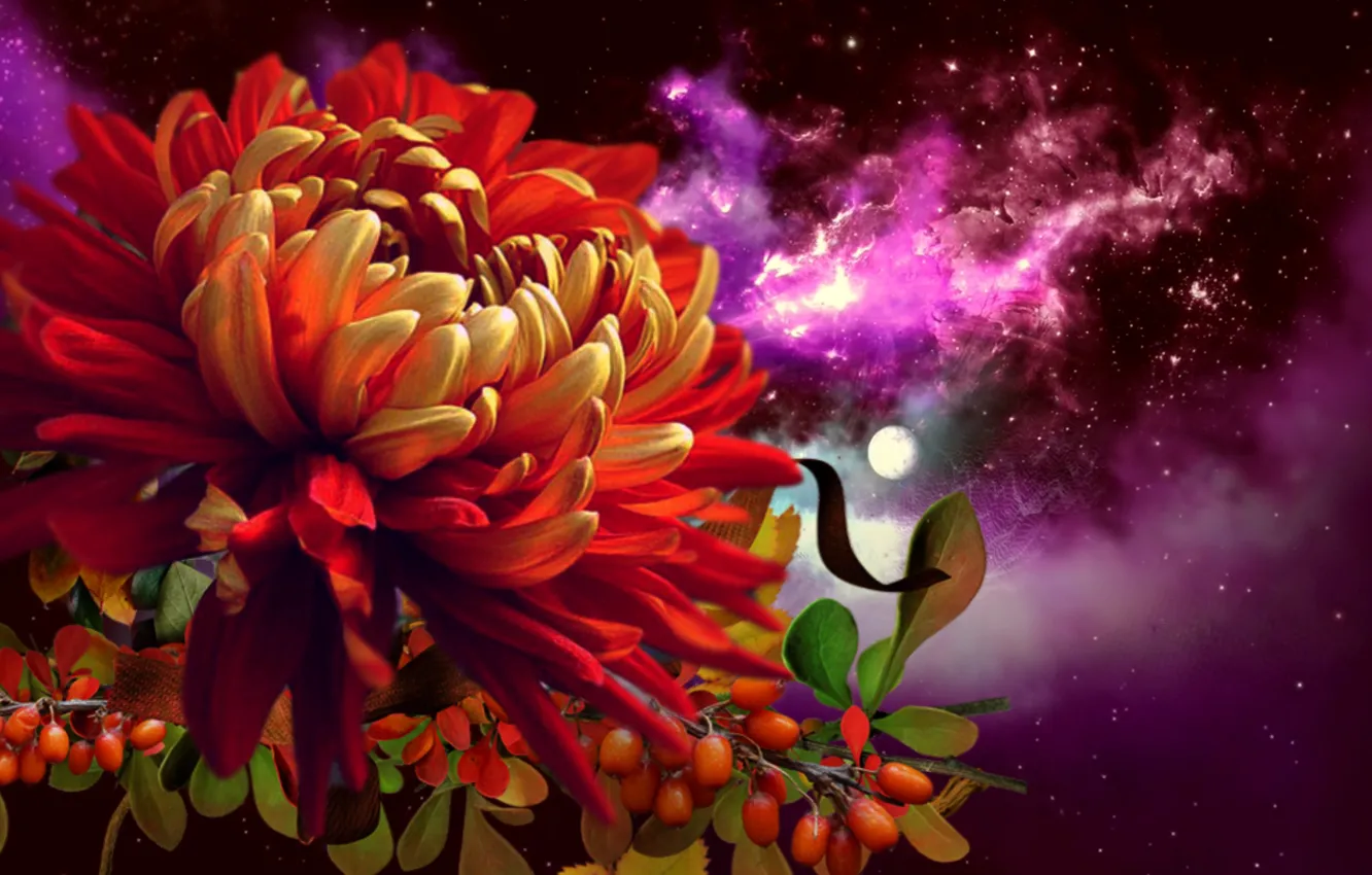 Фото обои цветок, вселенная, звёзды, астра, нкбо