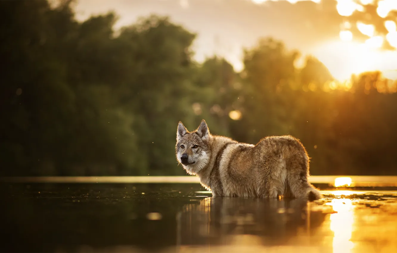 Фото обои вода, собака, боке, Chinua, чехословацкая волчья собака