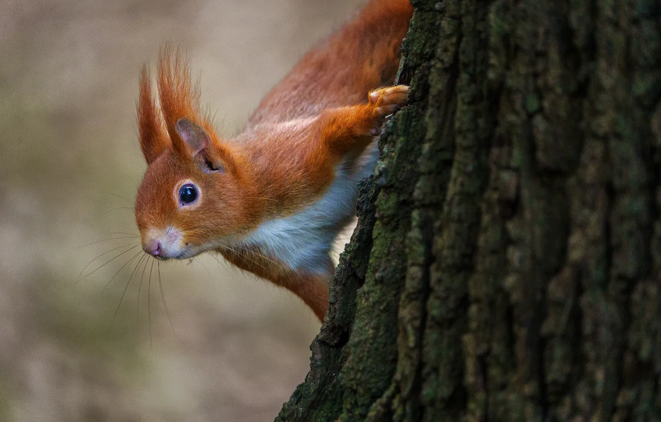 Фото обои деревья, белка, грызун