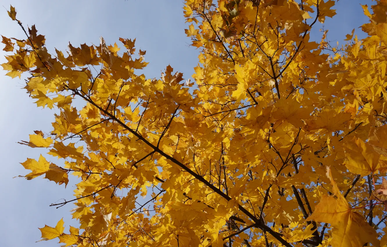 Фото обои осень, природа, жёлтый, дерево