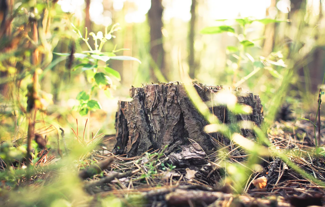Фото обои forest, trunk, cut