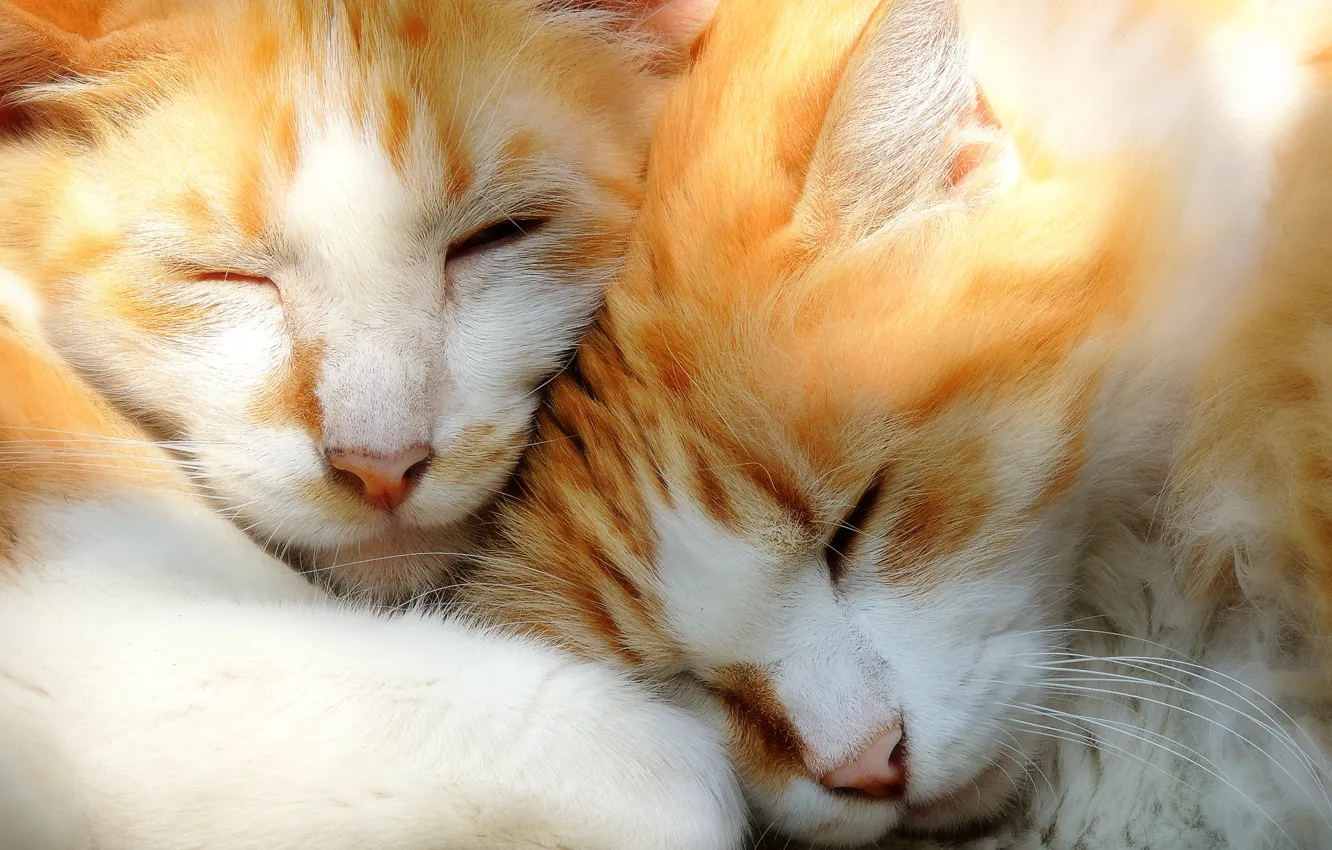 Фото обои кошки, сон, котята, парочка, мордочки, спящие
