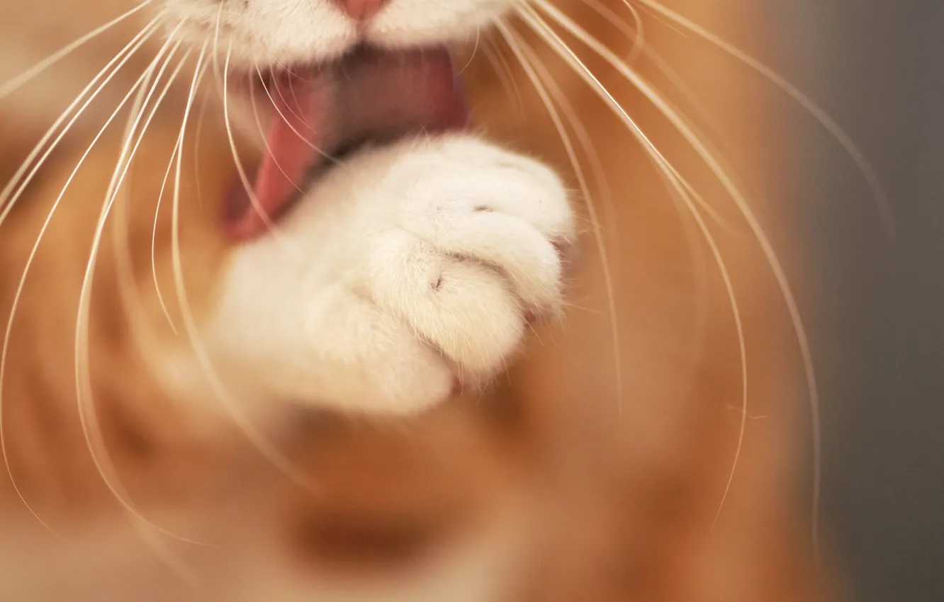 Фото обои язык, кошка, кот, усы, лапа, фокус, котэ, розмытость