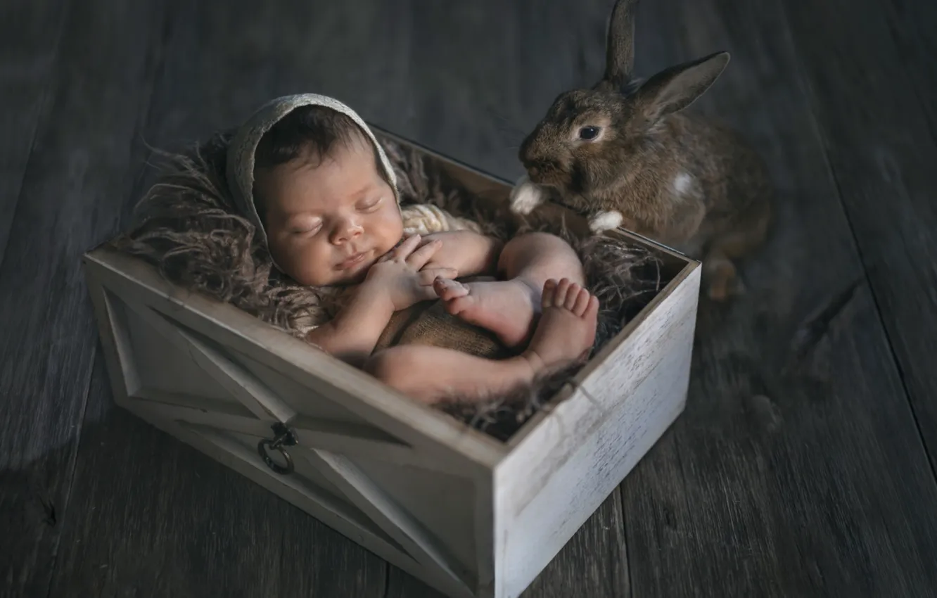 Фото обои коробка, сон, кролик, малыш, милота