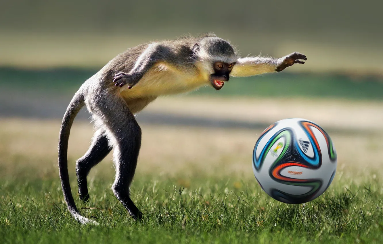 Фото обои животное, футбол, игра, мяч, обезьяна, game, monkey, football