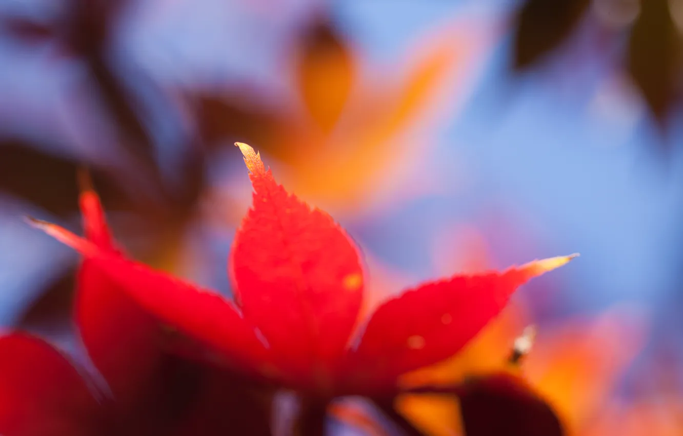 Фото обои макро, оранжевый, яркий, лист, Осень, размытость, кленовый