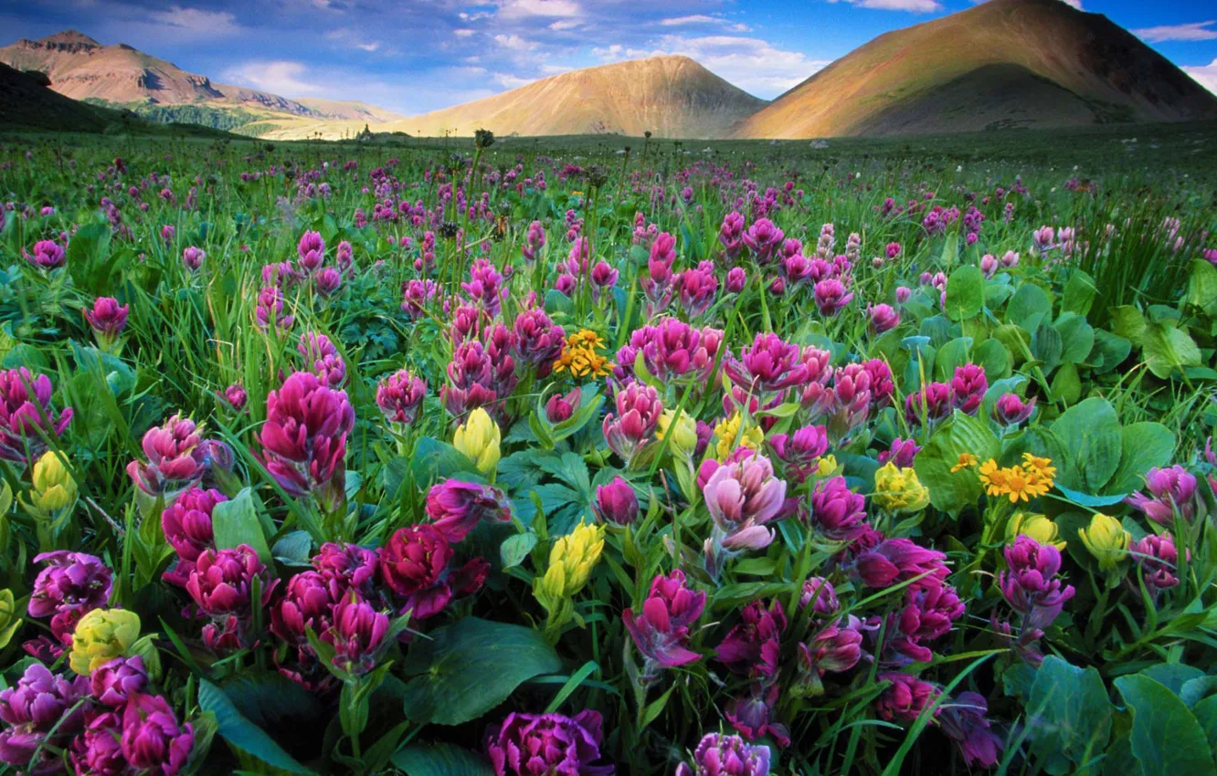 Фото обои пейзаж, цветы, горы, природа, луг, Колорадо, США