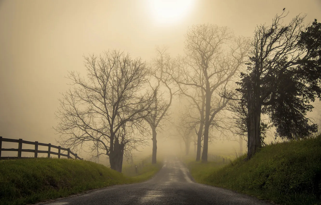 Фото обои дорога, пейзаж, туман, утро