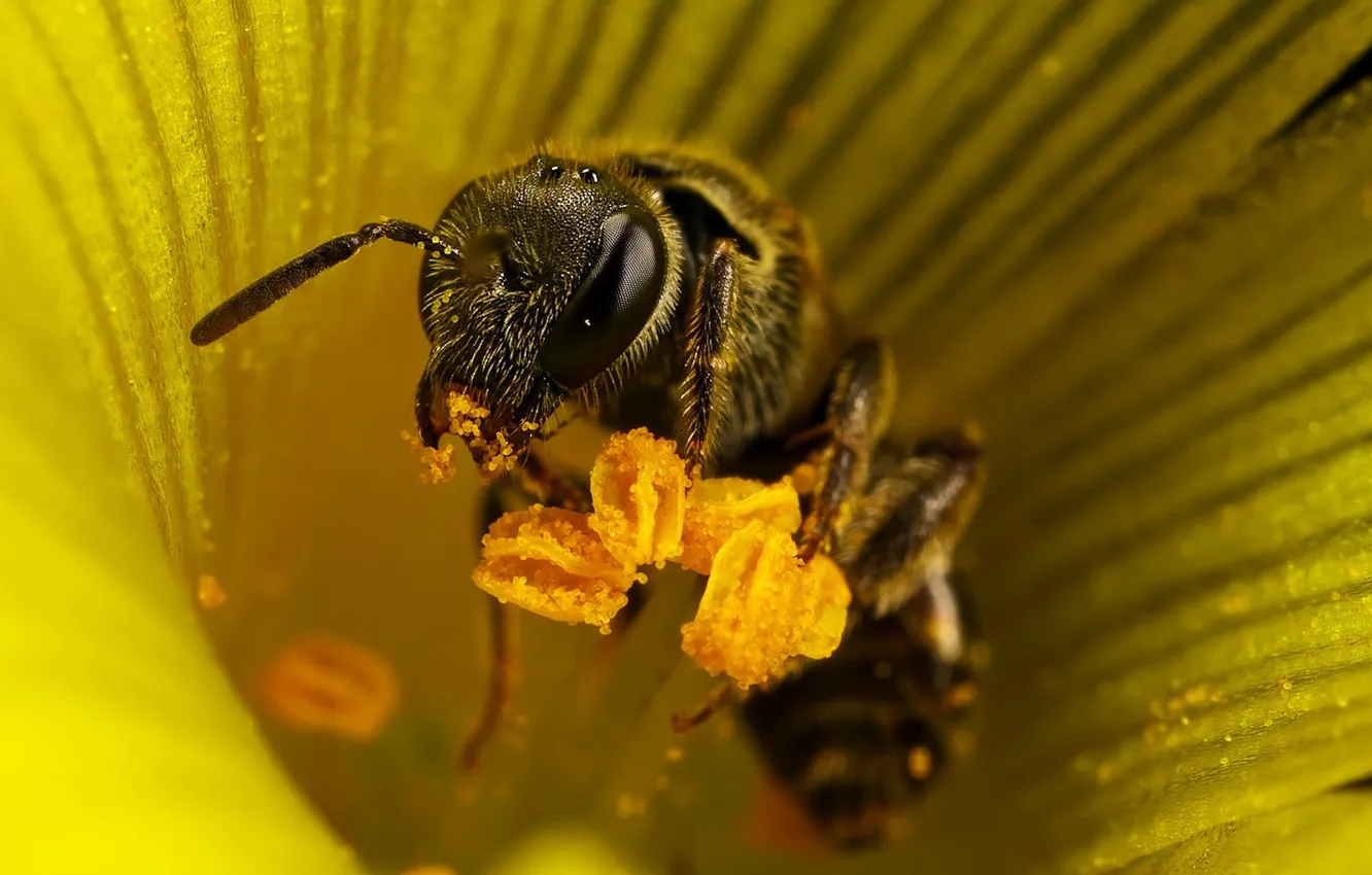 Фото обои цветок, пчела, тычинки, 155