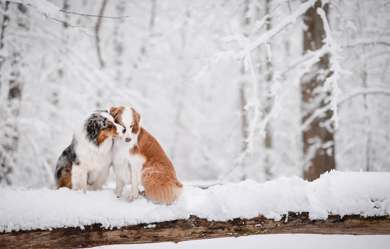 Фото обои зима, лес, снег, любовь, парочка, две собаки, Австралийская овчарка, Аусси