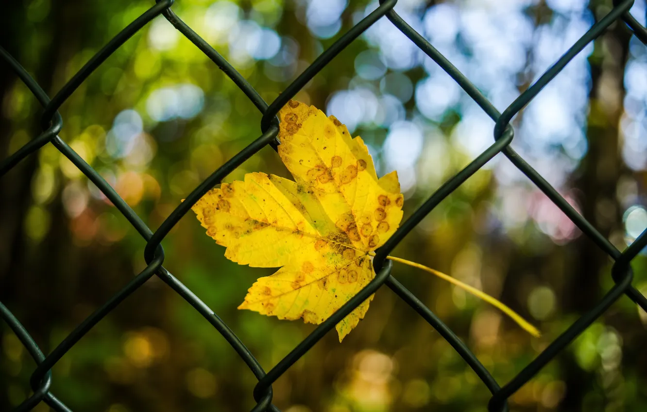 Фото обои осень, природа, лист