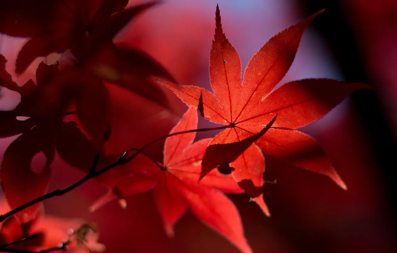 Фото обои осень, листья, свет, красные
