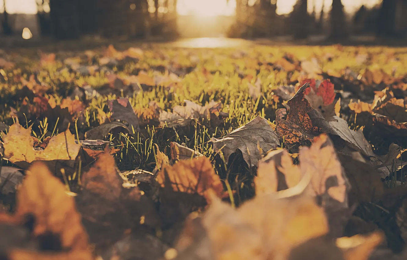 Фото обои осень, листья, двор, сухие