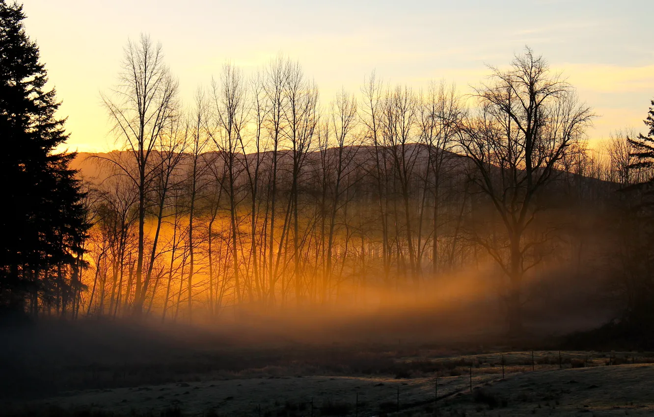 Фото обои солнце, свет, деревья, туман, golden haze