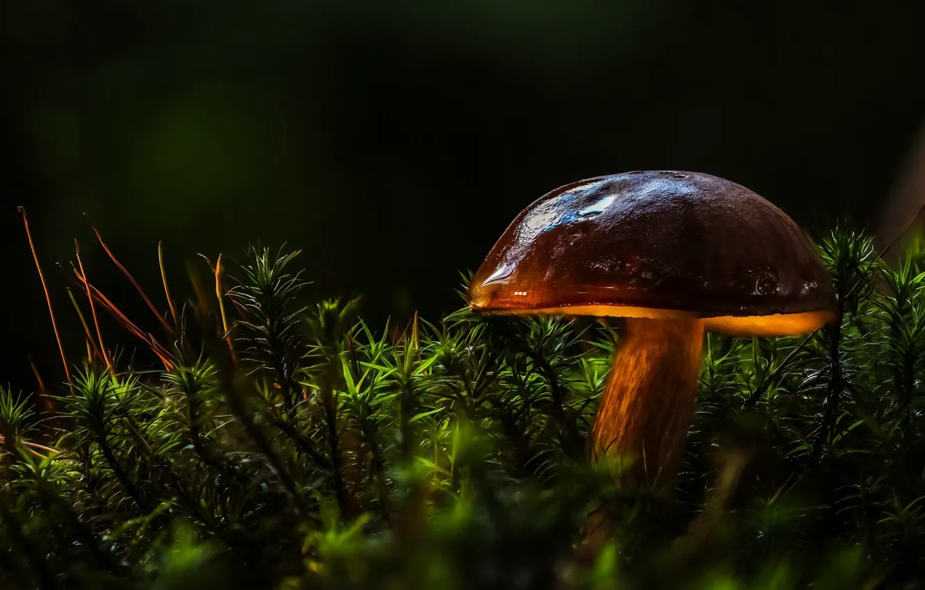 Фото обои лес, макро, свет, гриб, мох, шляпка