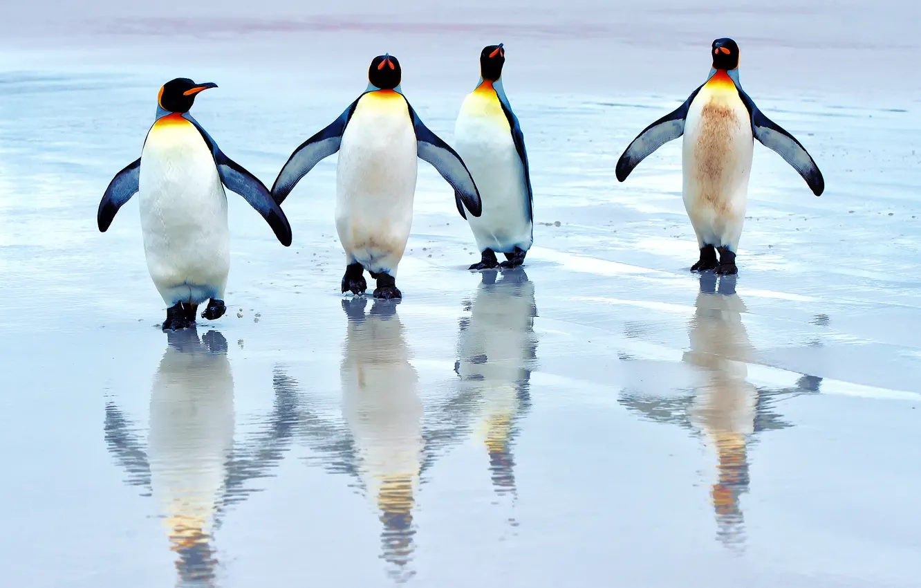 Фото обои море, пляж, Королевские пингвины