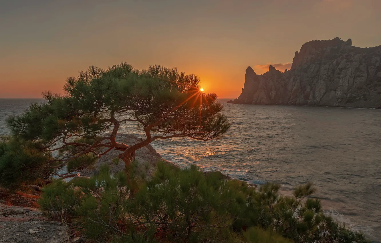 Фото обои море, солнце, лучи, пейзаж, закат, природа, дерево, скалы