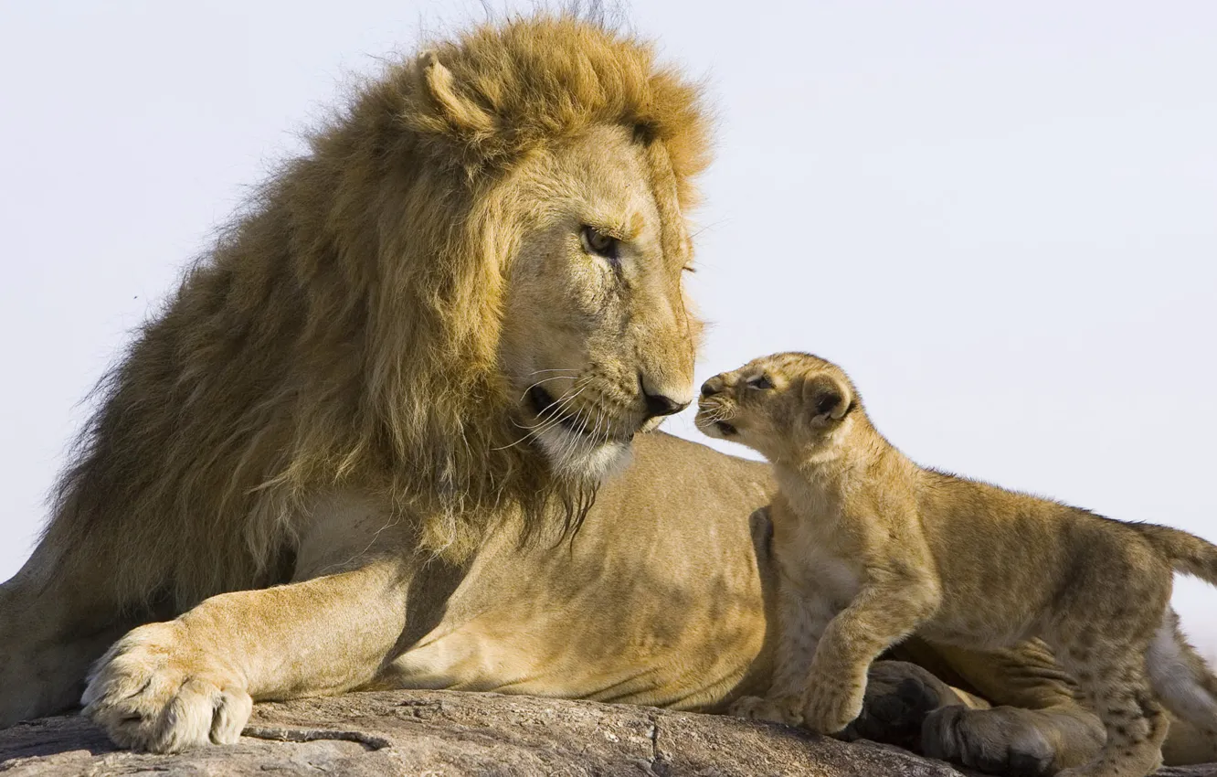 Фото обои камень, лев, львенок