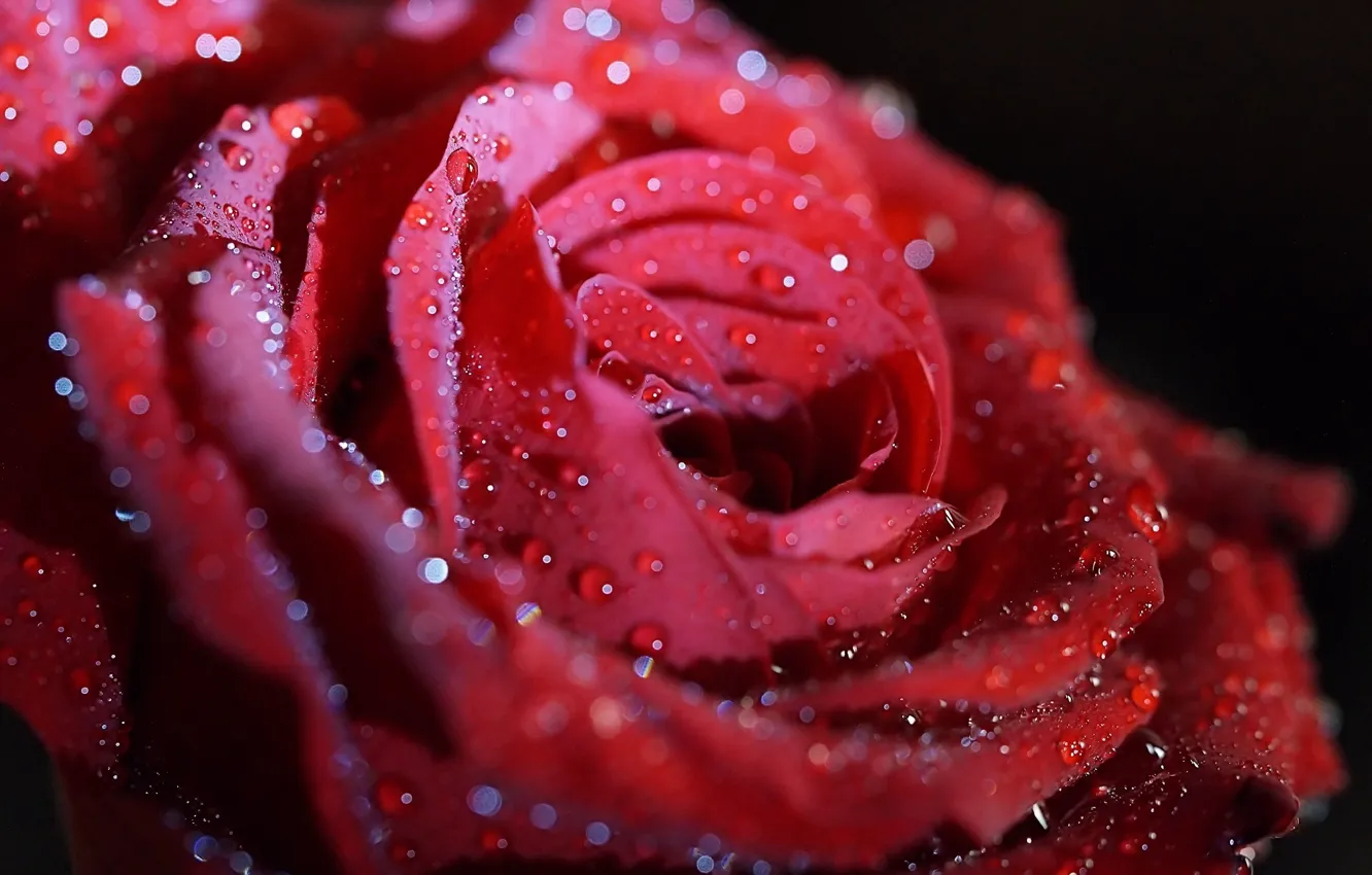 Фото обои цветок, капли, макро, красный, блеск, роза, лепестки