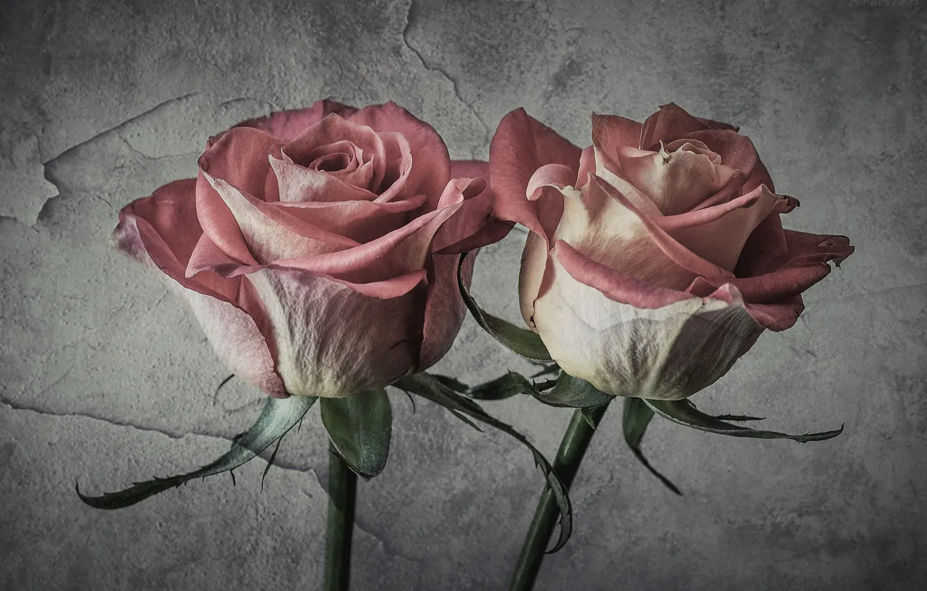 Фото обои розы, текстура, штукатурка