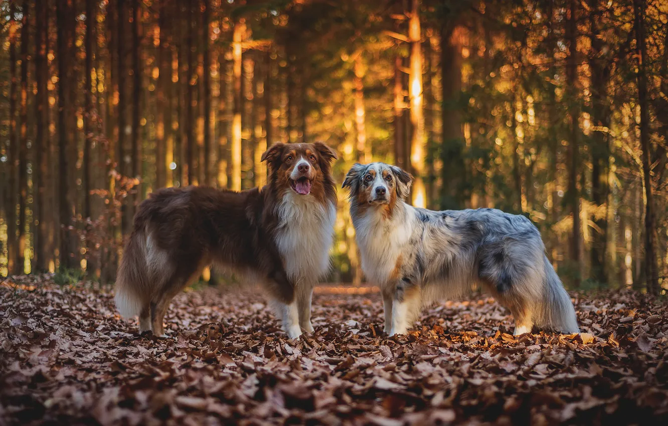 Фото обои осень, лес, собаки