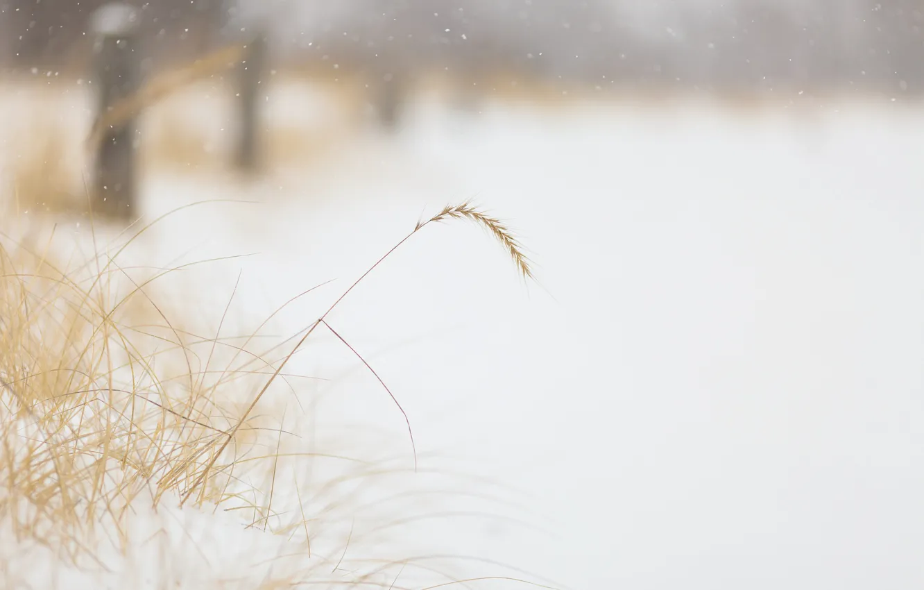 Фото обои зима, трава, снег, природа, туман