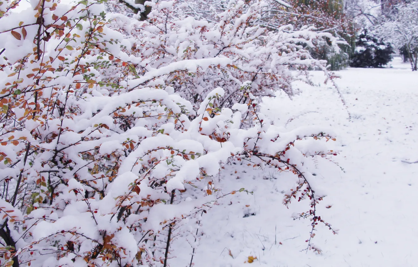 Фото обои white, park, winter, snow, cold, twig