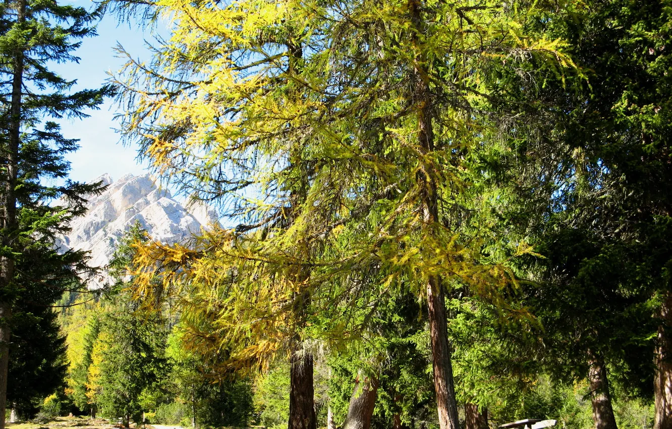 Фото обои деревья, природа, парк, фото, Italy, South Tyrol