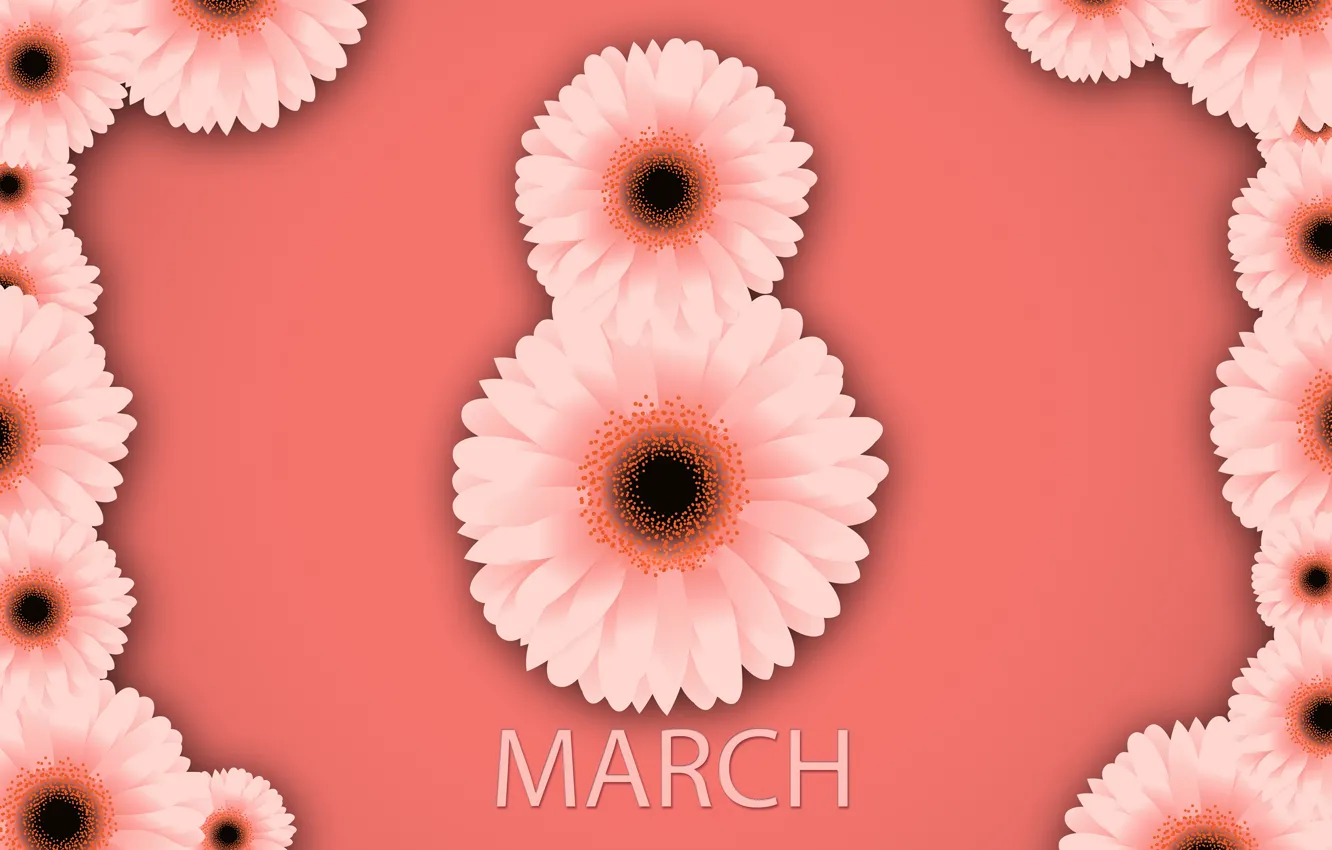 Фото обои цветы, happy, 8 марта, хризантемы, flowers, women's day