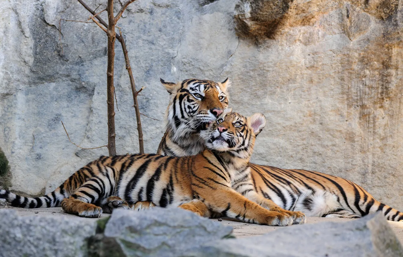 Фото обои камни, хищники, Германия, тигры, лежат, Berlin, Tierpark