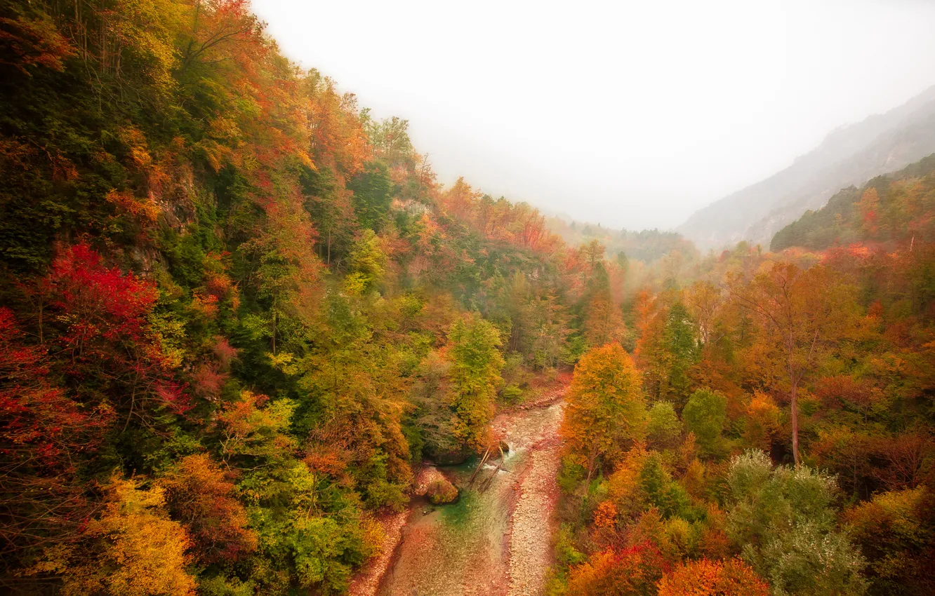Фото обои осень, лес, горы, туман, река