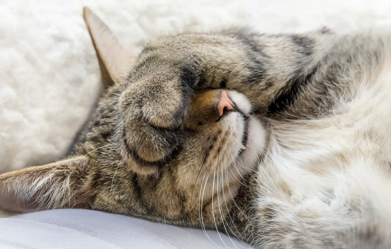Фото обои кошка, кот, спит