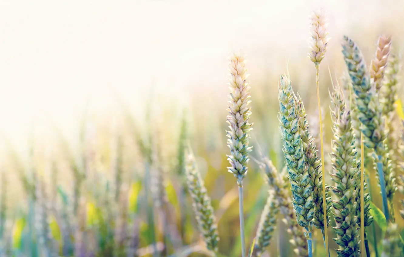 Фото обои пшеница, поле, макро, колосья, солнечно