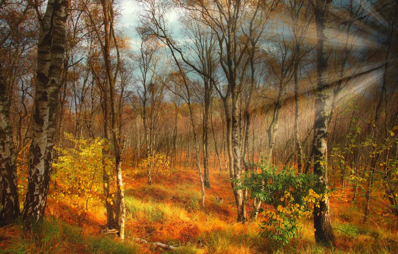 Фото обои осень, лес, небо, трава, лучи, свет, деревья, пейзаж