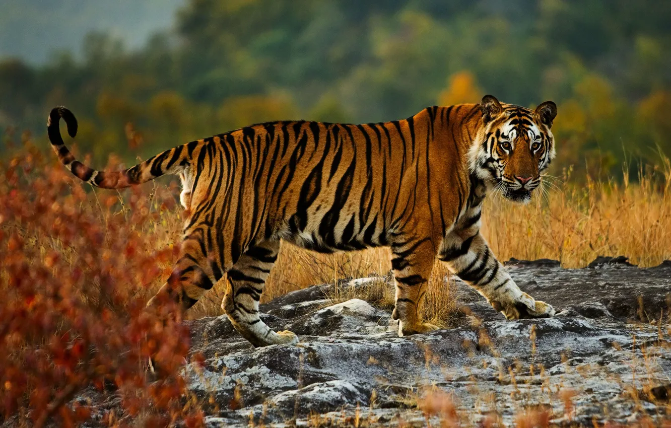 Фото обои осень, взгляд, природа, тигр, поза, камни, фон, прогулка