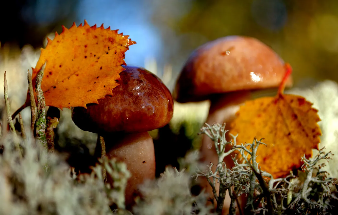 Фото обои осень, листья, природа, грибы, мох, дуэт