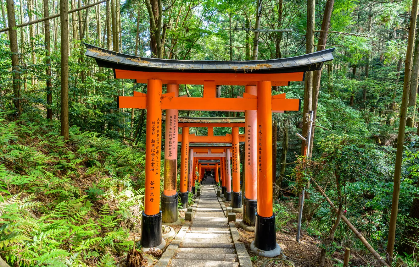Фото обои Природа, Дорога, Япония, Лес, Тропа, Киото, Тории