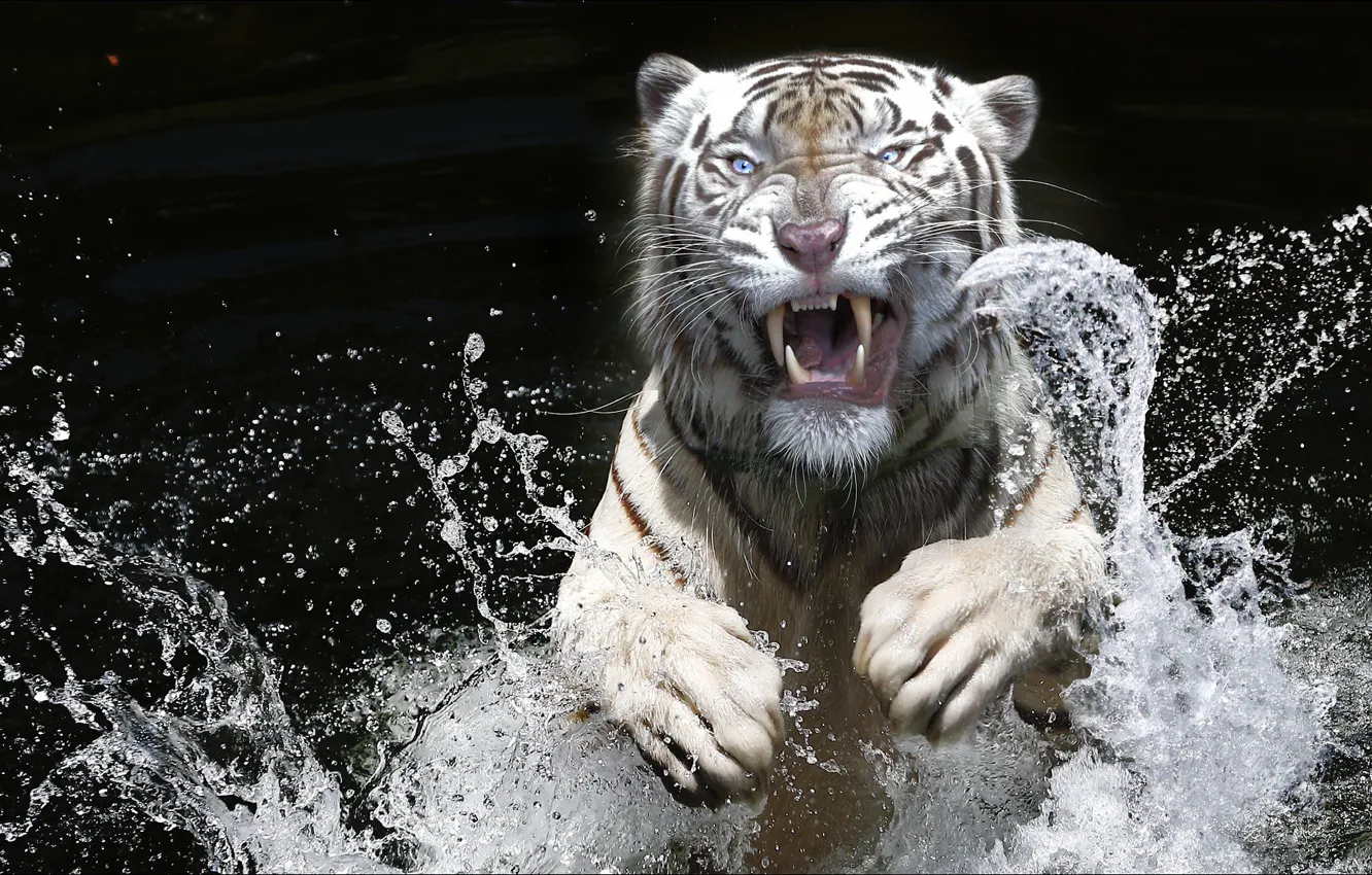 Фото обои брызги, тигр, black&white, эмоции, прыжок, хищник, Raptor, tiger