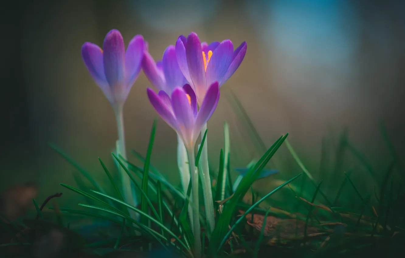 Фото обои осень, макро, цветы, весна, крокусы