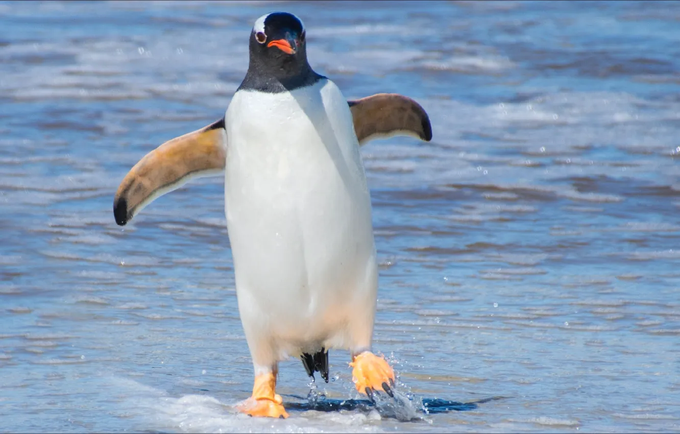 Фото обои bird, Animal, penguin, temnobelos