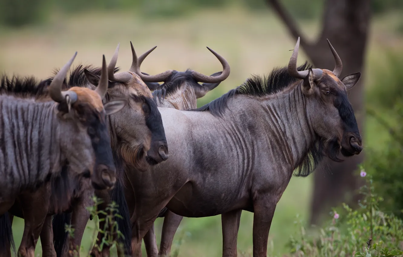 Фото обои взгляд, морды, стадо, антилопы, антилопа гну
