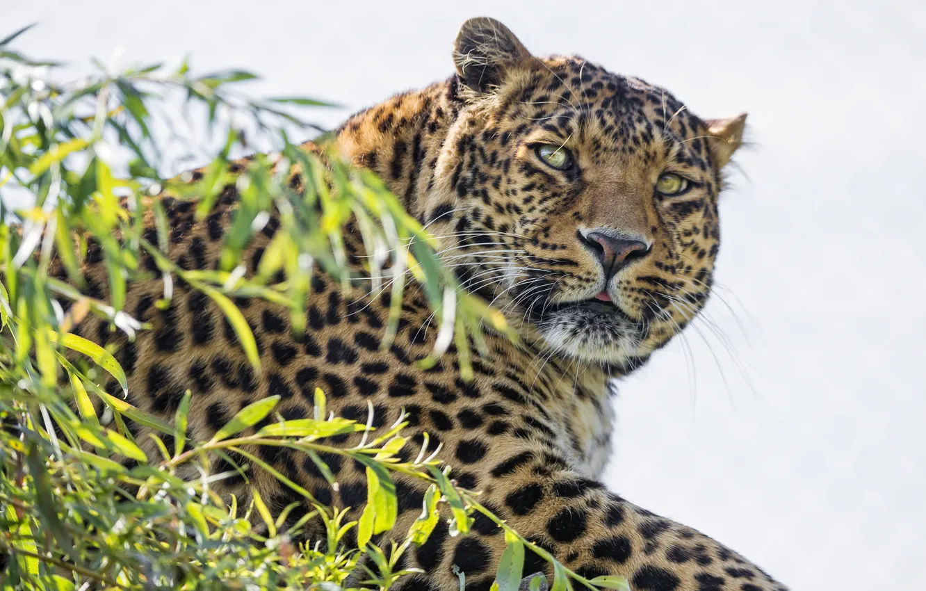 Фото обои кошка, взгляд, морда, ветка, леопард, ©Tambako The Jaguar