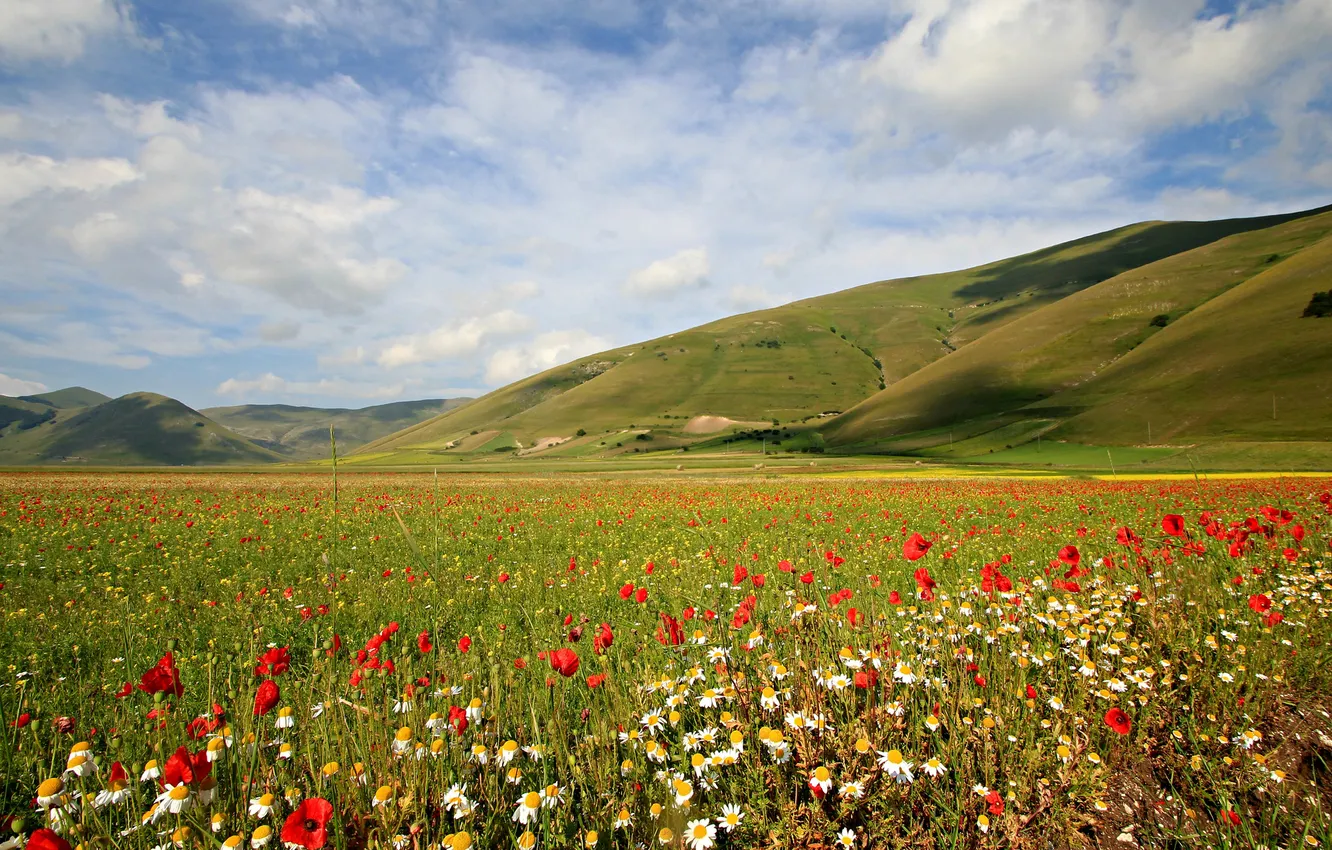 Фото обои небо, трава, цветы, горы, маки, ромашка, луг